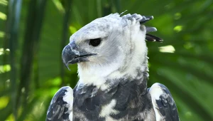 Poluje na wszystko, co jest w stanie unieść. Nie omija także ludzi