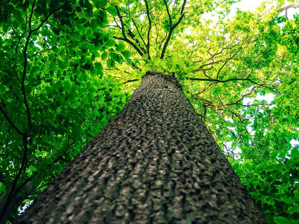 Fot. pixabay.com/TBIT Gruby pień drzewa prowadzi wzrok ku górze, gdzie rozpościera się gęsta, jasnozielona korona liści w promieniach naturalnego światła.