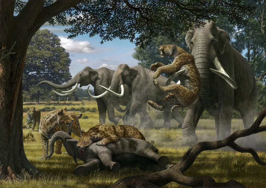 Mamuty kolumbijskie odpierają atak smilodonów w prehistorycznej Ameryce Północnej Grupa mamutów broni się przed atakiem stada prehistorycznych drapieżników na otwartej sawannie, w tle rozległy krajobraz porośnięty drzewami, a w centrum dramatyczne starcie zwierząt.