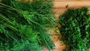 Mrożenie koperku to świetny patent na przedłużenie jego świeżości