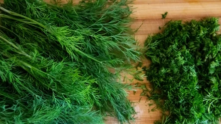 Mrożenie koperku to świetny patent na przedłużenie jego świeżości