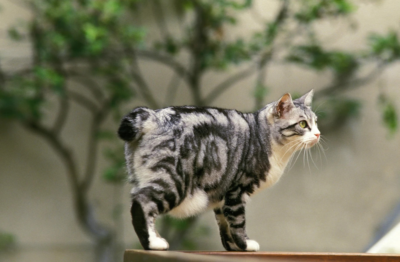 Bobtail Bobtail