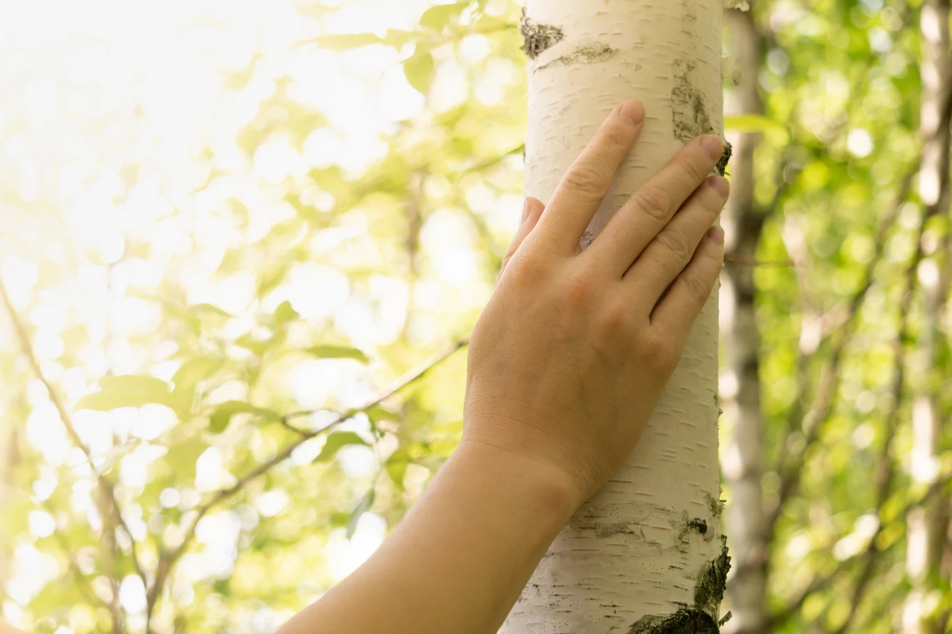 Święto Młodej Brzozy to dawne, słowiańskie święto podczas którego odprawiano wiele rytuałów 