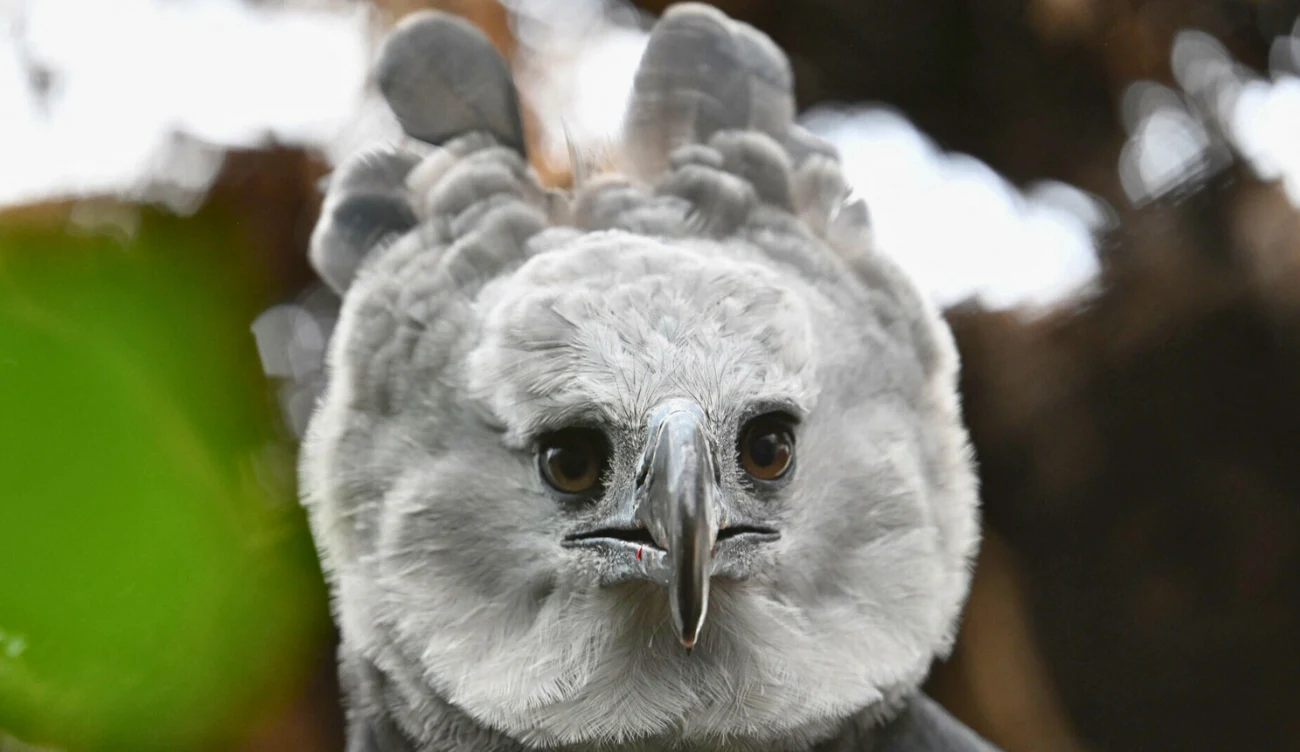 Tak wygląda harpia wielka, która przypomina mitologicznego potwora 