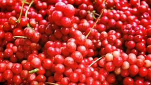 Cytryniec chiński ma owoce, które są nieocenione m.in. dla kondycji wątroby.