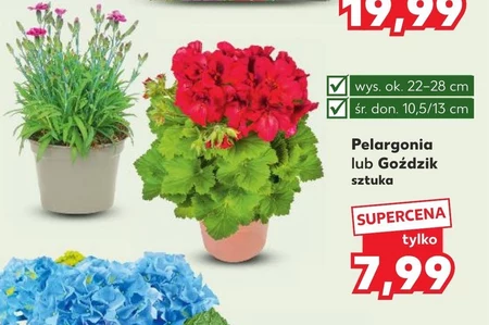 Pelargonia Ok.