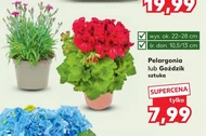 Pelargonia Ok.