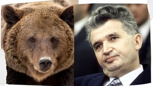 Dyktator zwariował na punkcie niedźwiedzi. Wjechały nawet środki chemiczne