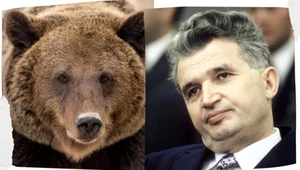Dyktator zwariował na punkcie niedźwiedzi. Wjechały nawet środki chemiczne