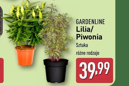 Півонія Gardenline