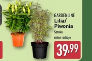 Півонія Gardenline
