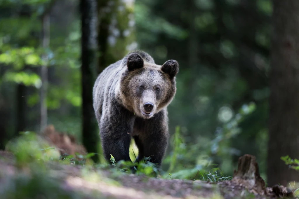 Niedźwiedź brunatny przechadzający się po leśnym poszyciu w gęstym, zielonym lesie, wyraźnie wyeksponowana sylwetka zwierzęcia z przodu na tle naturalnej, rozmytej roślinności.