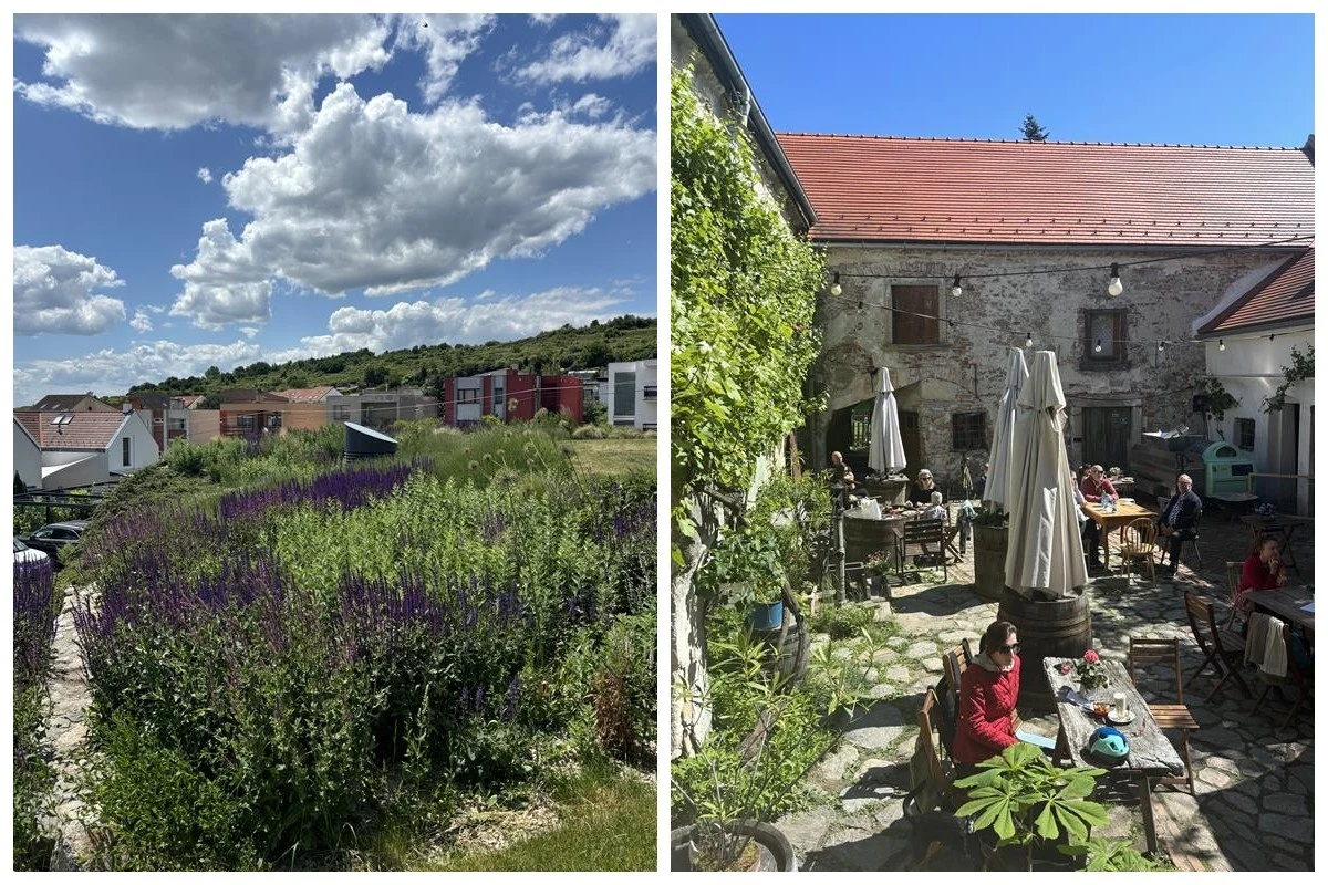 Najpiękniejsze miasteczka na Słowacji Po lewej stronie widoczne bujne nasadzenia lawendy na tle niskiej zabudowy mieszkalnej i błękitnego nieba z chmurami, po prawej kameralny dziedziniec kawiarni lub restauracji otoczony starymi kamiennymi murami, z gośćmi siedzącymi przy stolikach pod pa...