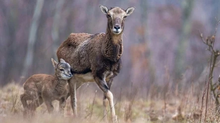 Wiesz, co to za zwierzęta?