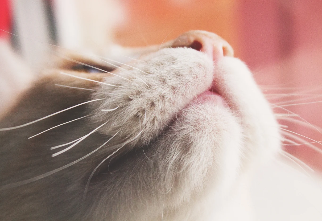 Koty używają węchu w taki sposób, że ich prawa dziurka działa inaczej niż lewa Duży zbliżenie pyszczka kota, miękkie futro, jasne wibrysy i różowy nosek oświetlone naturalnym światłem.