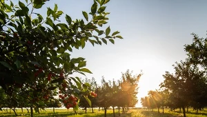Szkodniki przestaną zjadać owoce. Wystarczy, że wyniesiesz to do ogrodu