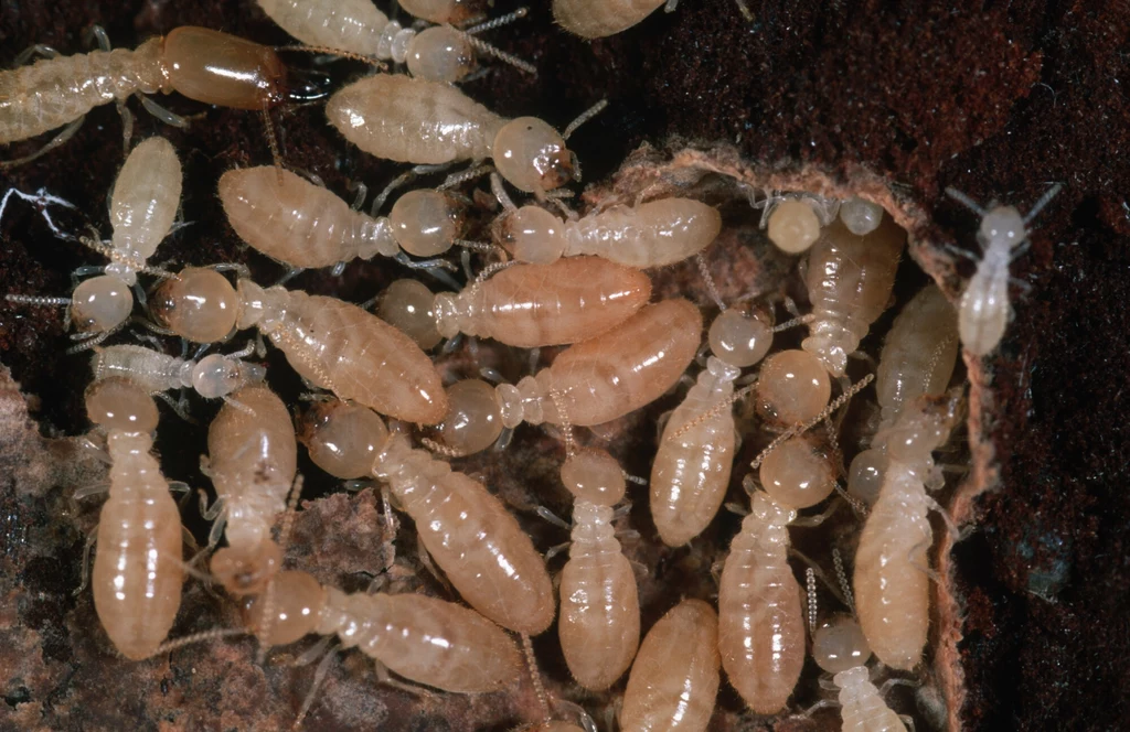 Termity tworzą wielomilionowe kolonie Kolonia termitów przemieszczająca się po powierzchni drewna, owady o jasnobeżowych, wydłużonych ciałach z widocznymi czułkami i głowami, skupione blisko siebie na tle ciemnego, wilgotnego drewna.