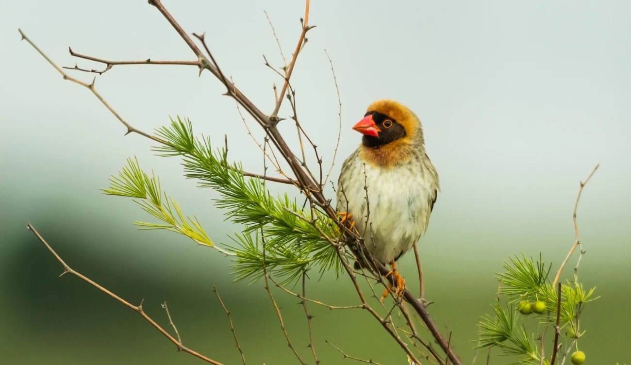 Samiec wikłacza czerwonodziobego (łac. łac. Quelea quelea) w szacie godowej /CanvaPro