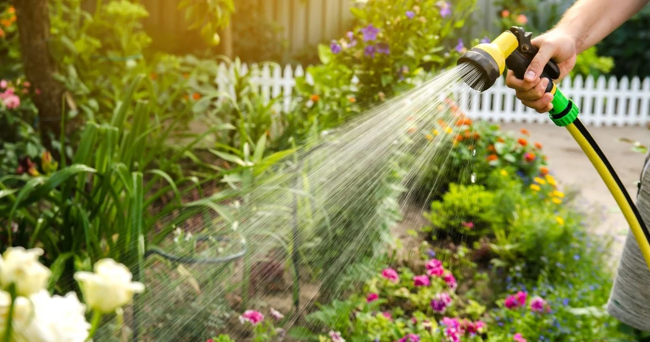 Podczas upałów ogród należy podlewać wczesnym rankiem lub późnym wieczorem