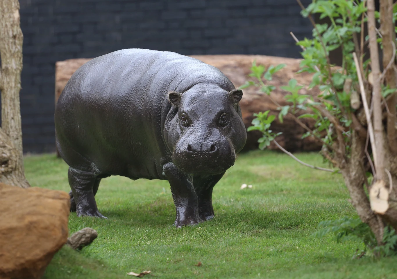 Hipopotamki karłowate występują naturalnie w Afryce Hipopotam karłowaty spacerujący po trawiastym wybiegu wśród drzew i krzewów, w tle widoczny pień drzewa oraz mur.