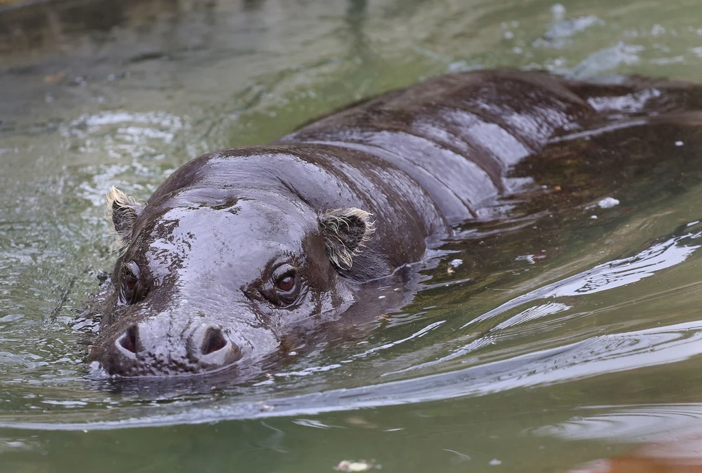 Gatunek sprowadzono do ogrodów zoologicznych na początku XX wieku Karłowaty hipopotam zanurzony w wodzie, wystawiający jedynie głowę i część grzbietu ponad powierzchnię, otoczenie tworzy spokojna tafla wody.