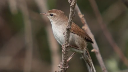 Pod koniec maja 2025 po raz pierwszy zaobserwowano wierzbówkę (łac. Cettia cetti) na terenie Polski