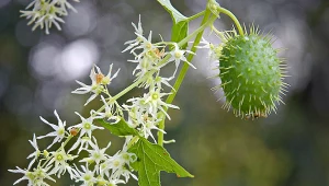 To jedna z najbardziej inwazyjnych roślin w Europie. Poznaj dzikiego ogórka
