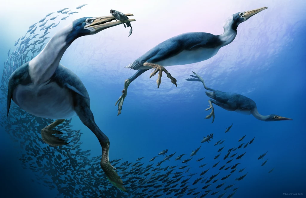 Hesperornis to jeden z najwcześniejszych ptaków morskich Hesperornis to jeden z najwcześniejszych ptaków morskich