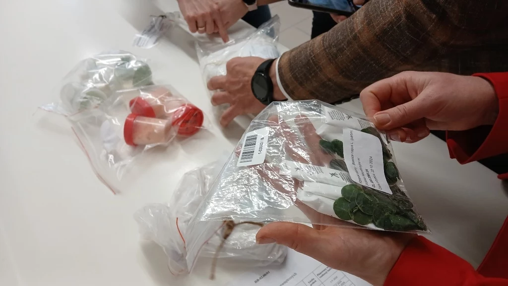 Przesłane próby do Laboratorium Badania GMO CL w Toruniu Ręce kilku osób trzymające woreczki strunowe z roślinami oraz innymi zabezpieczonymi przedmiotami, które są prawdopodobnie dowodami lub próbkami badawczymi, leżące na jasnym stole.