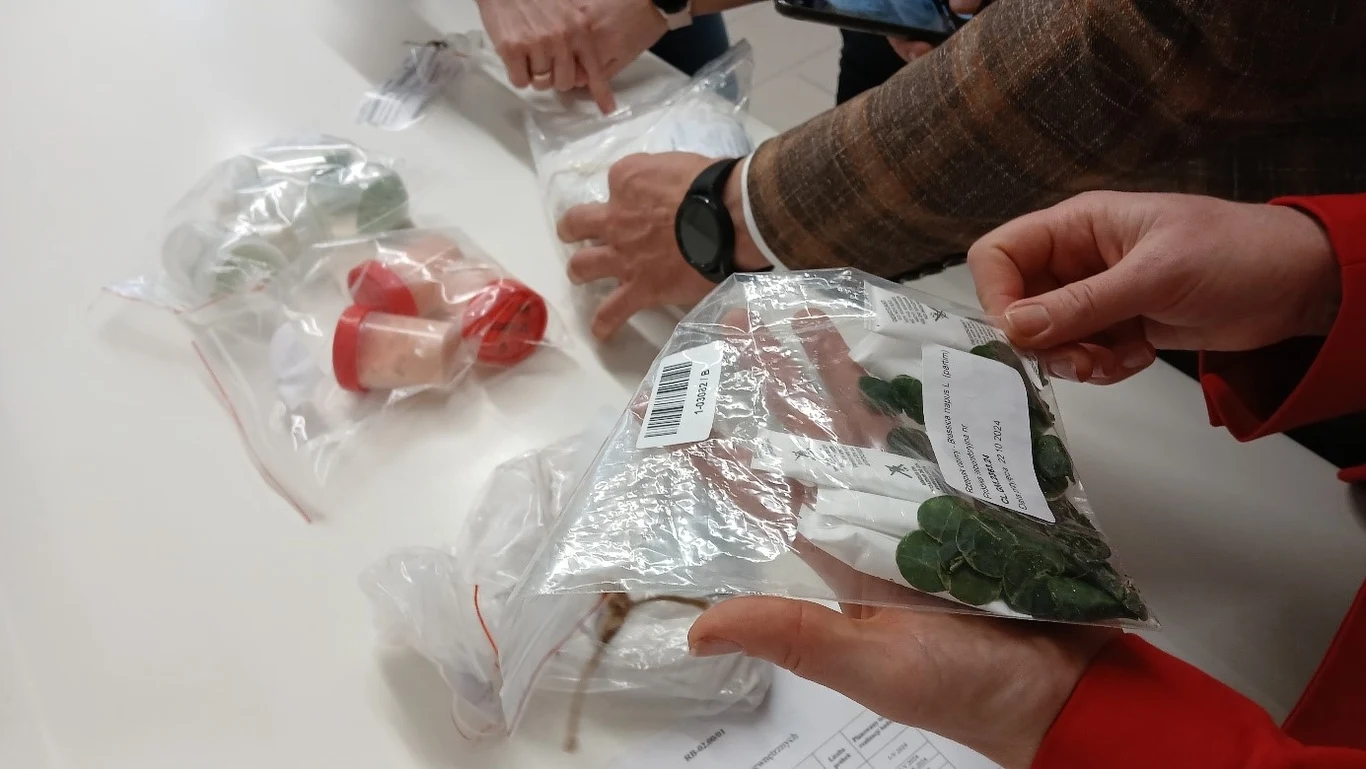 Ręce kilku osób trzymające woreczki strunowe z roślinami oraz innymi zabezpieczonymi przedmiotami, które są prawdopodobnie dowodami lub próbkami badawczymi, leżące na jasnym stole.