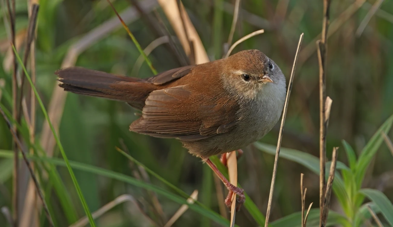 Wierzbówka (łac. Cettia cetti) jest ptakiem silnie związanym z trzcinowiskami i innymi gęstymi zaroślami w pobliżu wody /CanvaPro