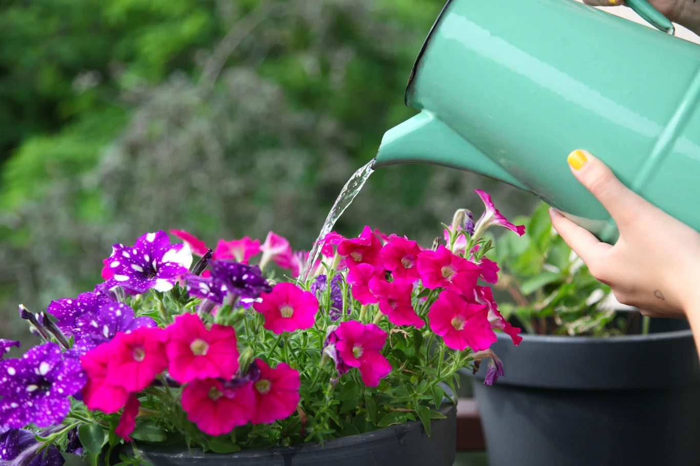 Przy podlewaniu kwiatów balkonowych należy uważać na ewentualny wyciek wody na przechodniów