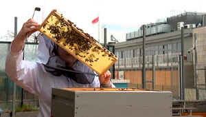 Polskie pszczoły mają duży problem. Zima zrobiła im krzywdę