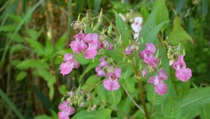 Lepiej pozbądź się tej rośliny z ogrodu. Inaczej napytasz sobie biedy 