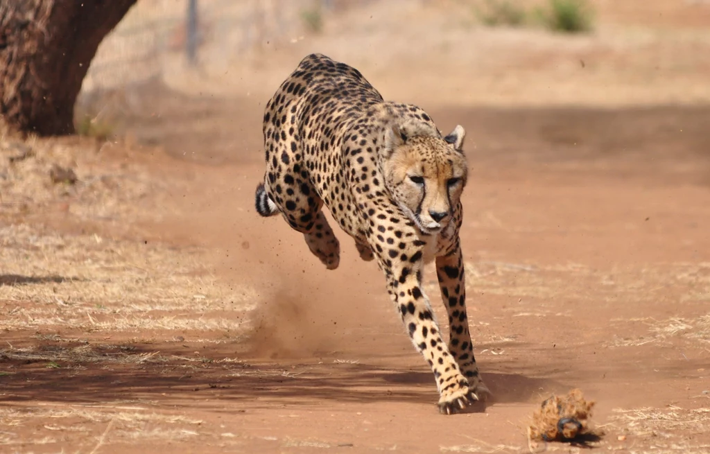 Gepard Gepard