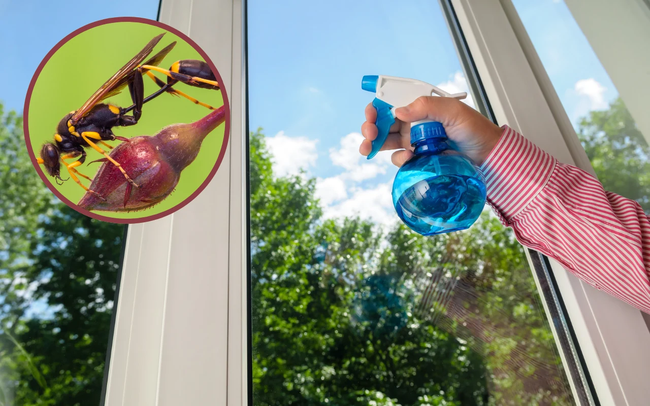 Gliniarz naścienny coraz częściej pojawia się w Polsce. Jak skutecznie odstraszyć te owady?