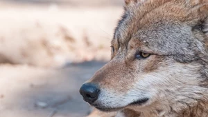 Wilcza wataha go odrzuciła. "Latający wilk" ma już wierne grono fanów