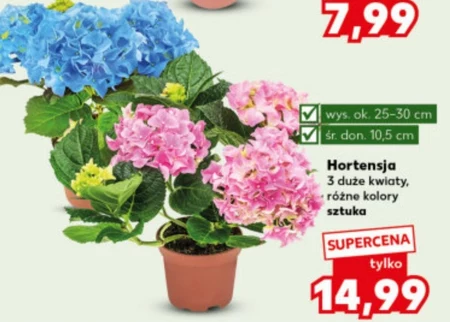 Hortensja Ok.