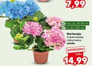 Hortensja Ok.