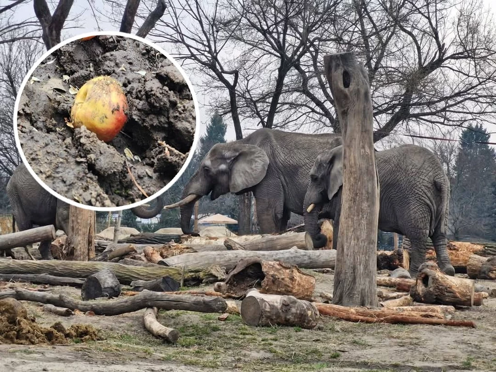 Pracownicy warszawskiego zoo opisali niebezpieczną sytuację Pracownicy warszawskiego zoo opisali niebezpieczną sytuację