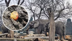 "Bardzo niebezpieczna sytuacja". Pracownicy warszawskiego zoo apelują