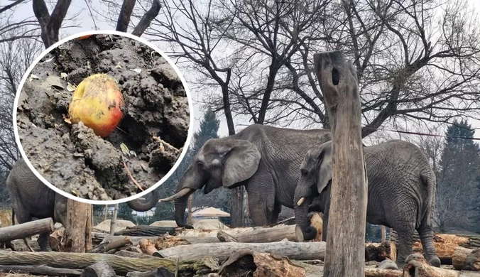 Pracownicy warszawskiego zoo opisali niebezpieczną sytuację