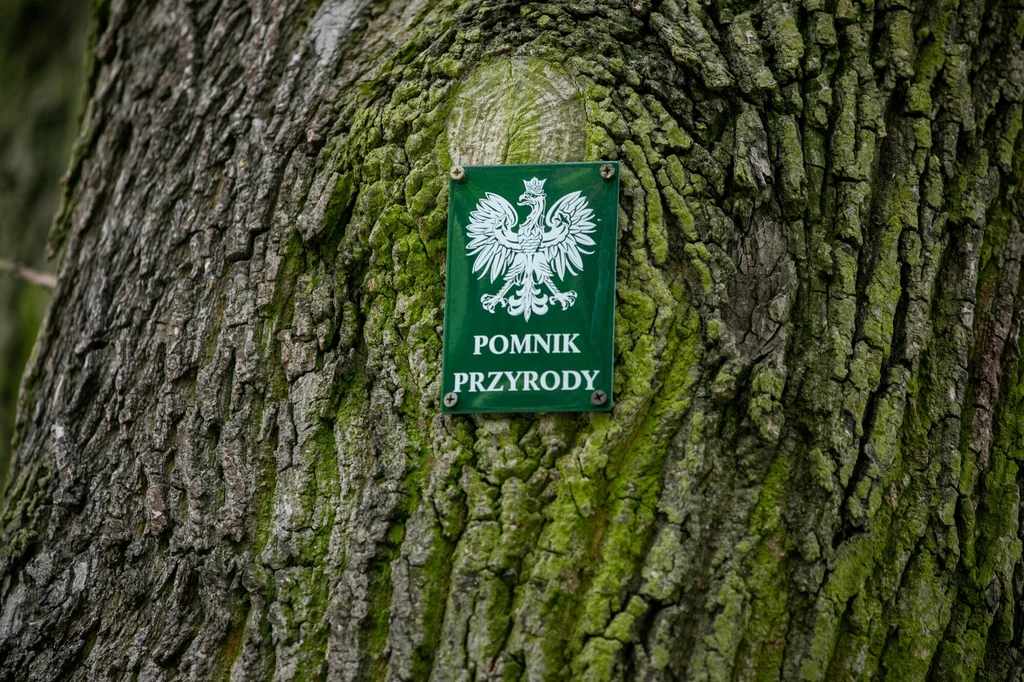 Na tegoroczną edycję konkursu Drzewo Roku wpłynęło blisko 50 zgłoszeń Na tegoroczną edycję konkursu Drzewo Roku wpłynęło blisko 50 zgłoszeń