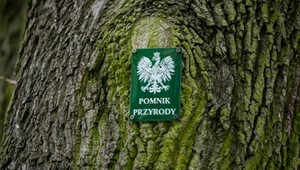 Znowu wybory drzewa roku. Nie chodzi o wielkość i wiek