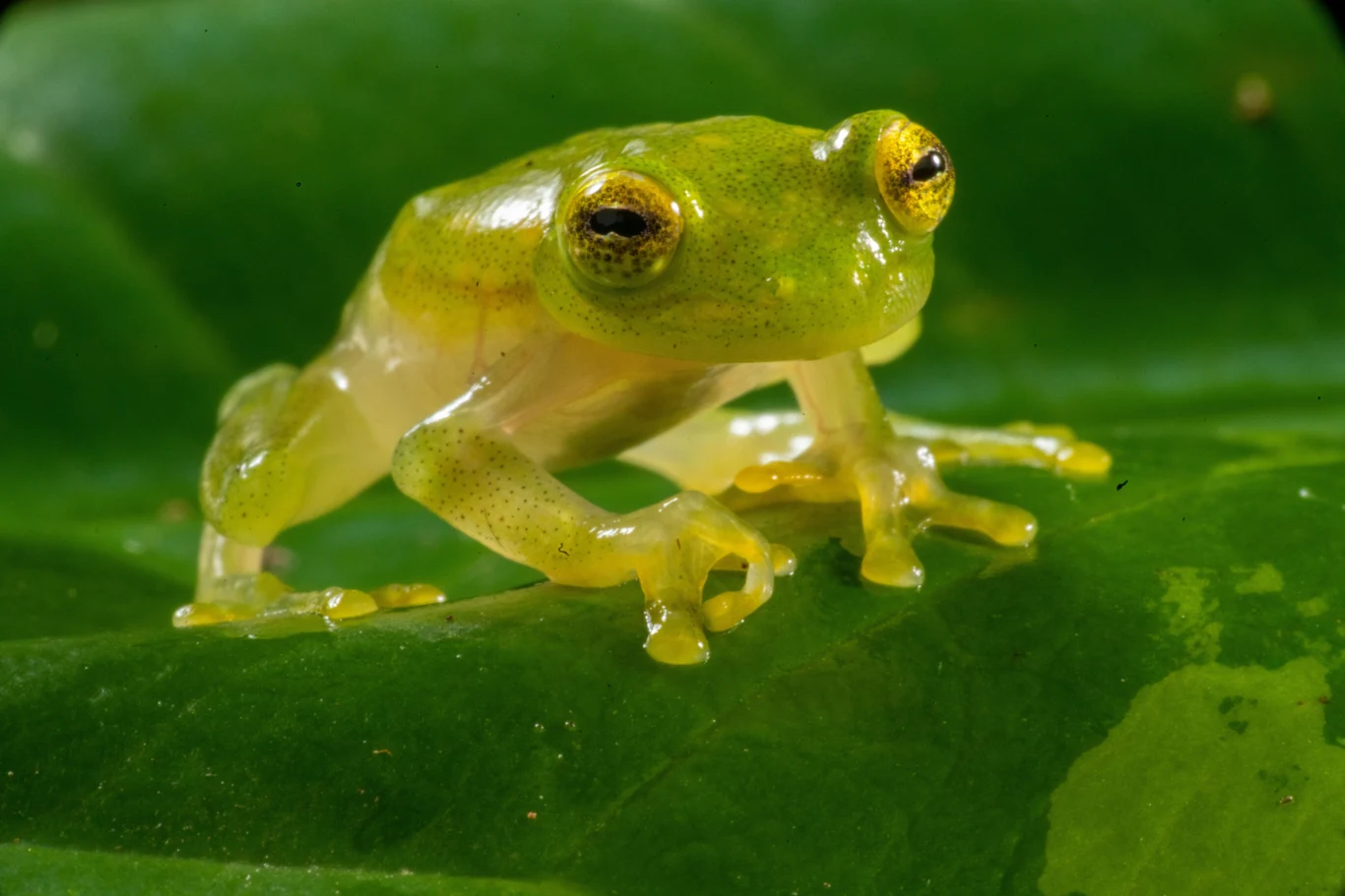 "Silni wbrew naturze" Przezroczysta żaba siedząca na dużym zielonym liściu, delikatna i jasnozielona skóra sprawia, że wnętrze jej ciała jest częściowo widoczne, a oczy skupione są na obserwacji otoczenia.