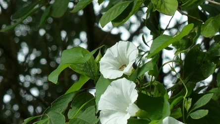 Kielisznik zaroślowy (łac. Calystegia sepium) zawiera trujące substancje