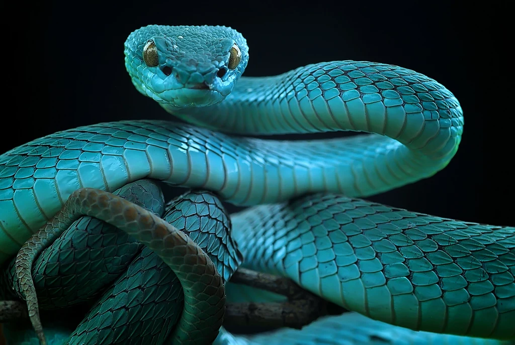 Indonezyjska trwożnica z gatunku Trimeresurus insularis to przepiękny wąż o niebieskawym ciele Zbliżenie na niebieskiego węża o wyrazistych, błyszczących łuskach i hipnotyzującym spojrzeniu, gad owijający się wokół gałęzi na ciemnym tle