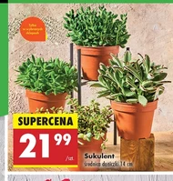 Sukulent