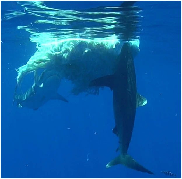 Rekiny żerujące przy dużym kawałku padliny unoszącym się tuż pod powierzchnią wody, otoczone przez błękitne, przejrzyste morze.