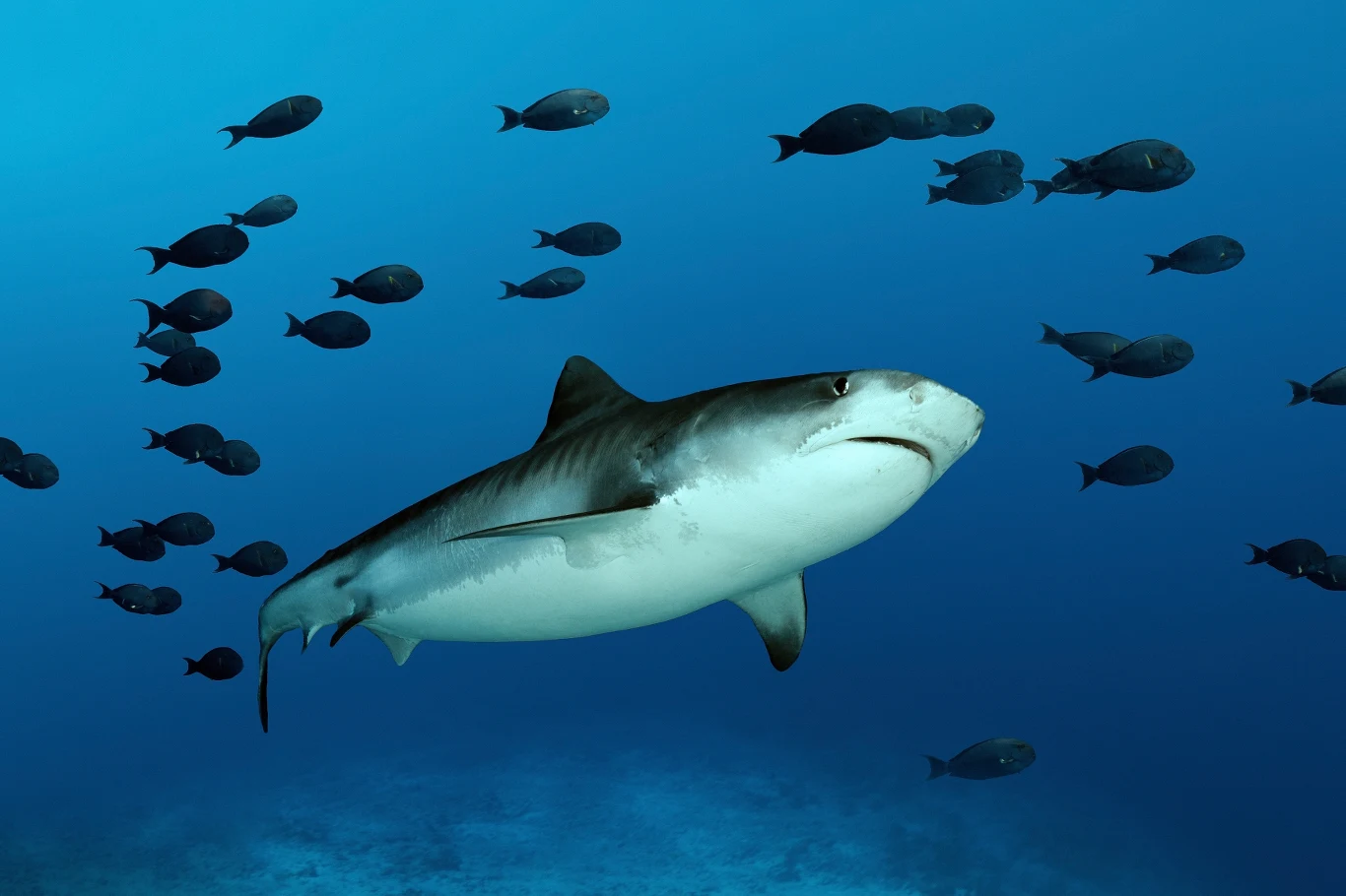 Duży rekin płynący w przejrzystej, błękitnej wodzie, otoczony przez ławicę mniejszych, ciemnych ryb w środowisku oceanicznym.